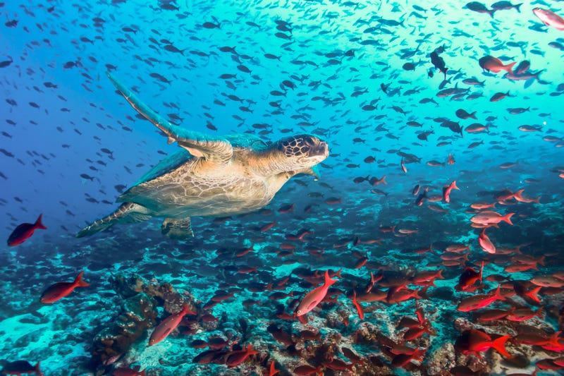 Galapagos Islands, Ecuador