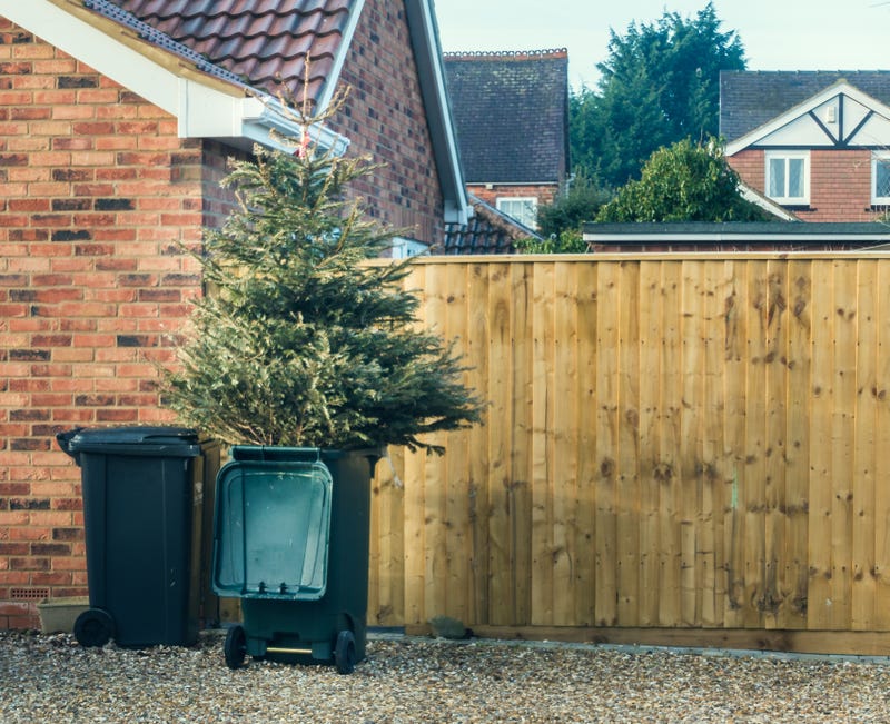 If you're getting ready to throw that Christmas tree outside for the birds? Well, not so fast.