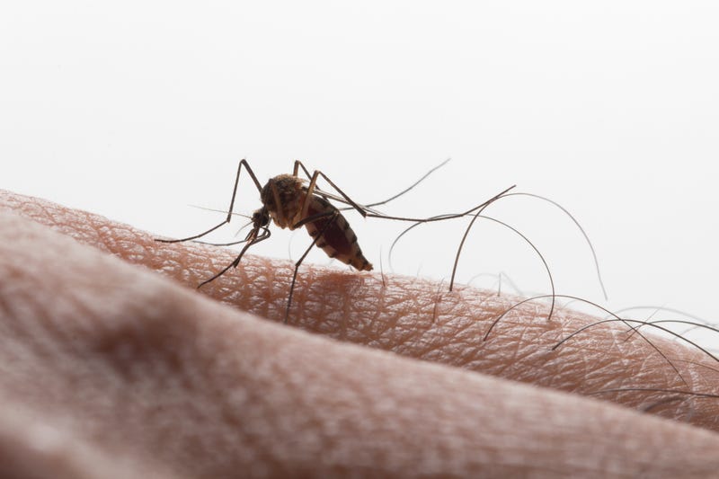 West Nile Virus