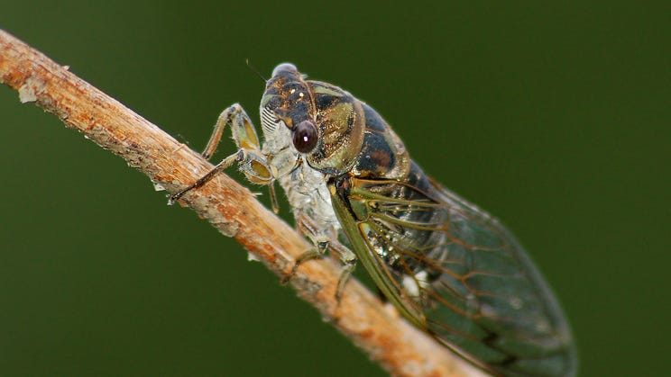 Larger ‘dog-day’ cicadas that ‘like to scream’ are starting to emerge