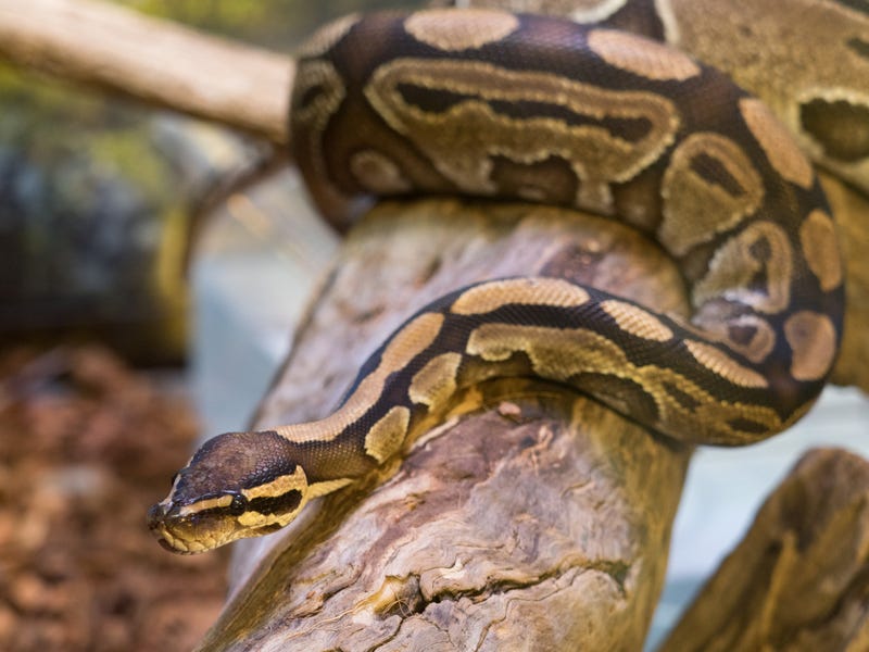 Python found at Madison Heights park