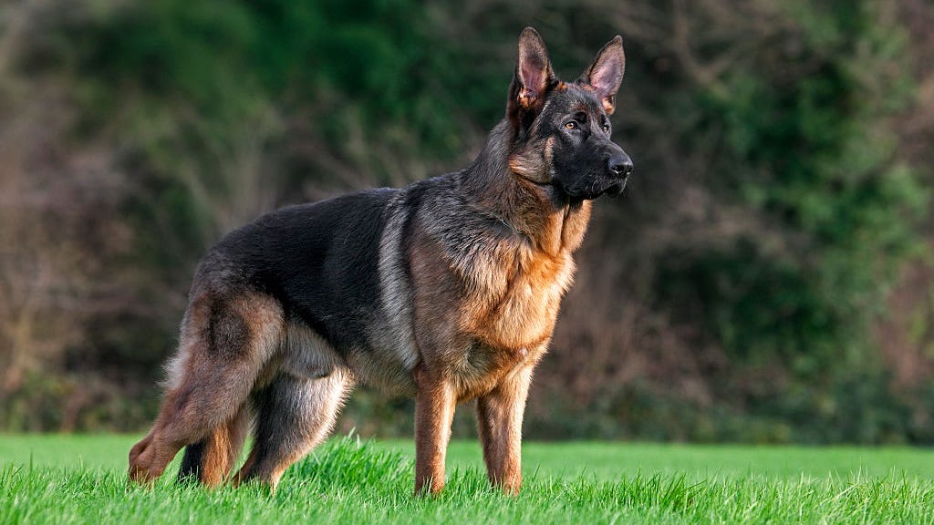 Hero dog leads police to crash site where owner was ejected