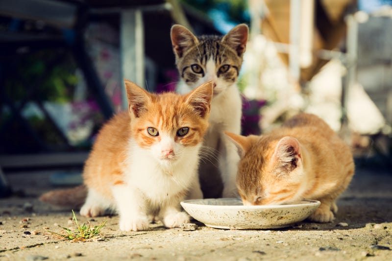 Three cute kittens drinking milk from a plate - stock photo Three cute kittens drinking milk from a dirty plate outside.