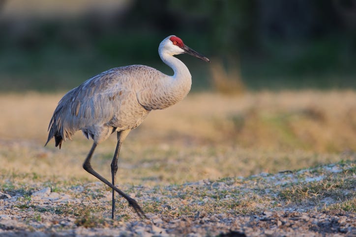 Kalamazoo County man shoots at endangered sandhill cranes, prosecutor to consider charges