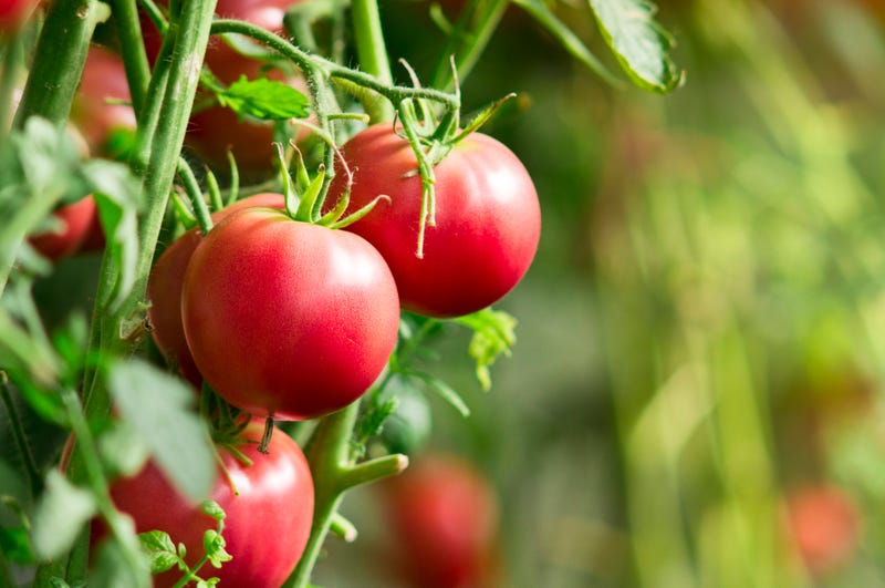 Fresh tomatoes in an undated picture.