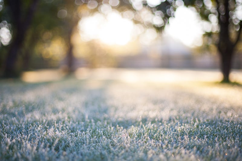 Frost on grass in the morning