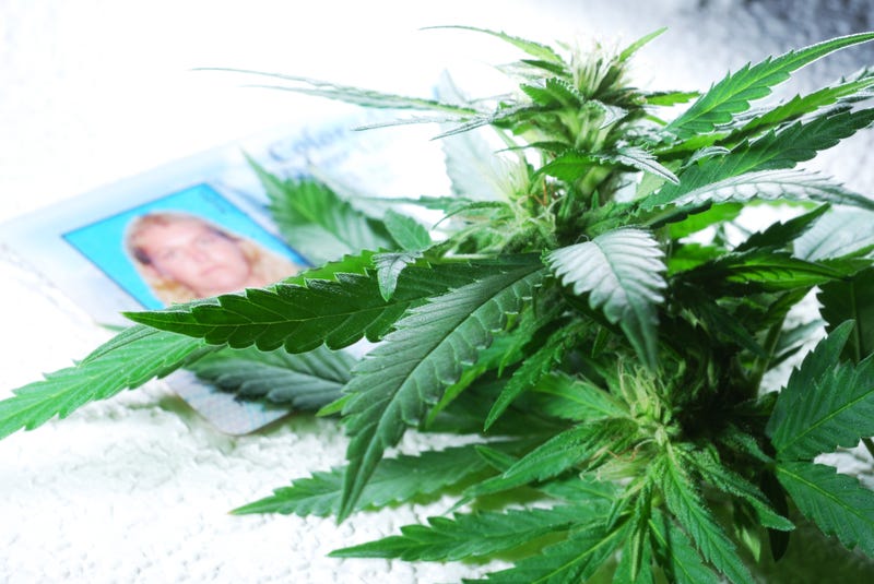 A marijuana plant on top of a Colorado drivers license.