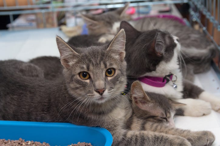 Homeless kittens in a cage at the shelter.