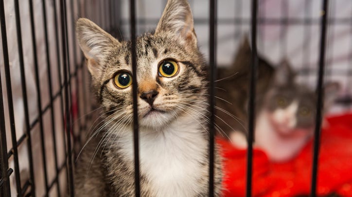 CatVana campaign goes viral for adopting out cats like selling used cars