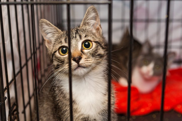 cats for adoption