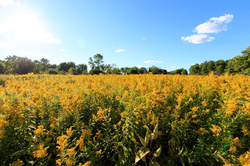 Ragweed, one of the main culprits of fall allergies, are in full bloom and dropping pollen all through the air in September.