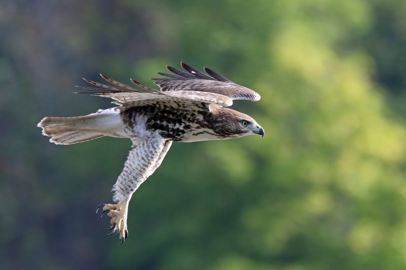 Hawk