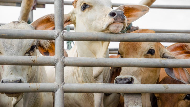 State Police: Cows injured when semi overturns on I-94 ramp to I-75