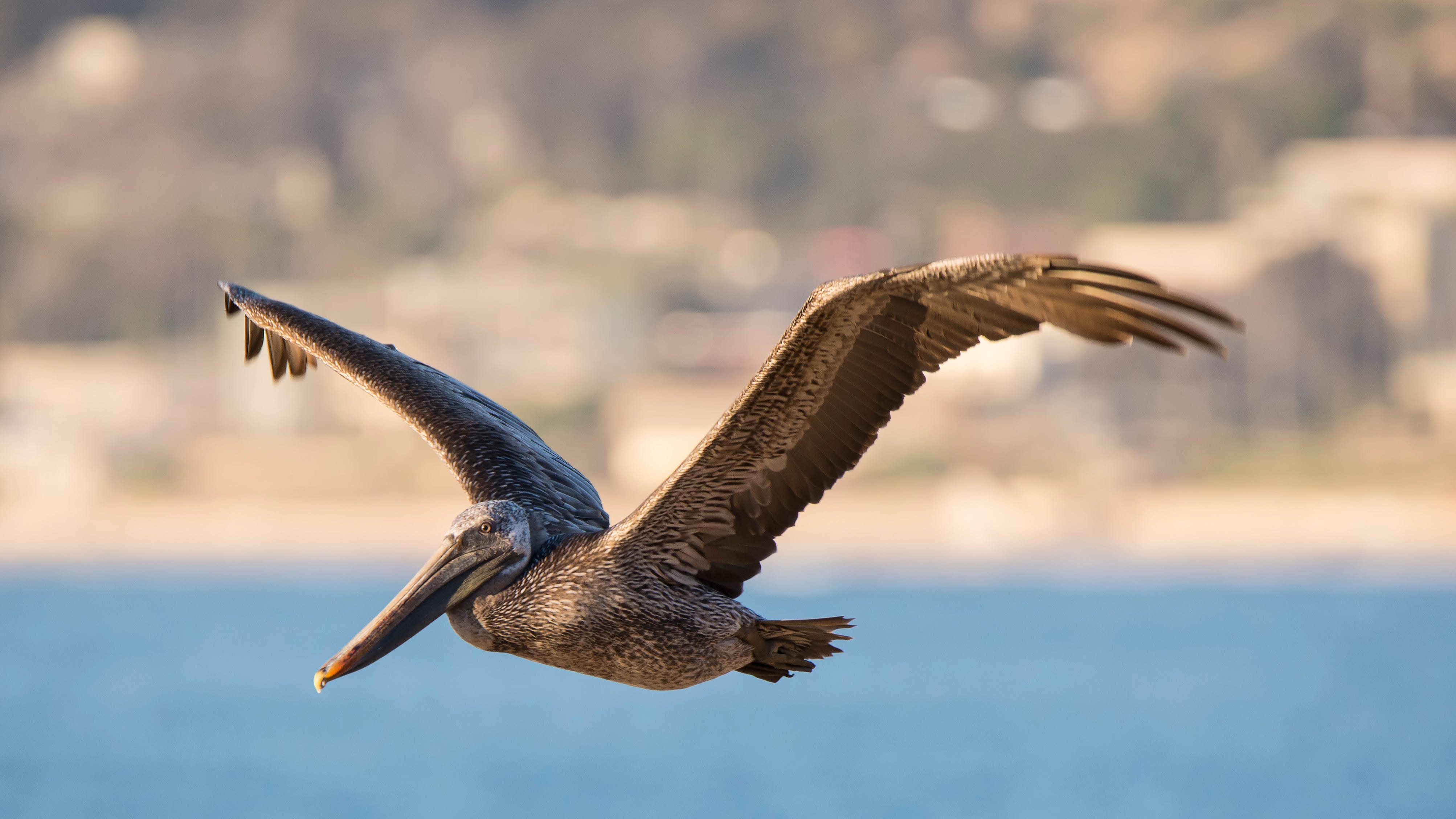 Brown pelican crisis deepening in Southern California