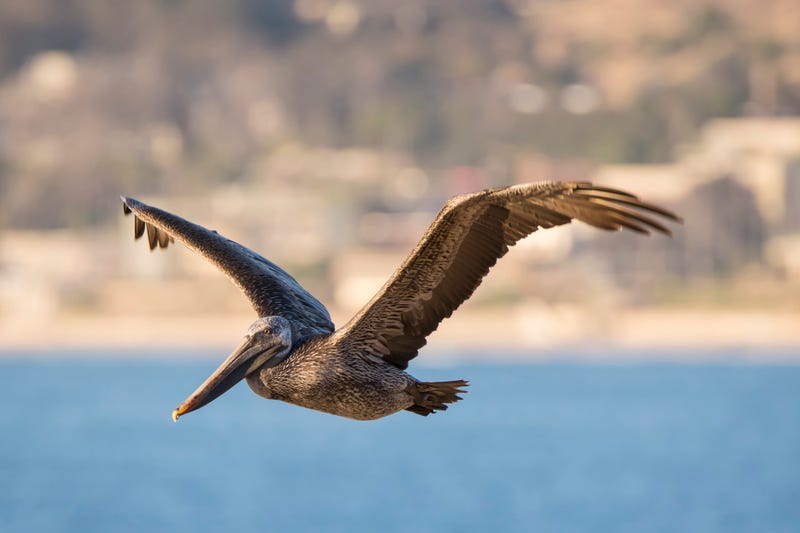 A California Brown Pelican glides along the cliffs of the Pacific Coast.