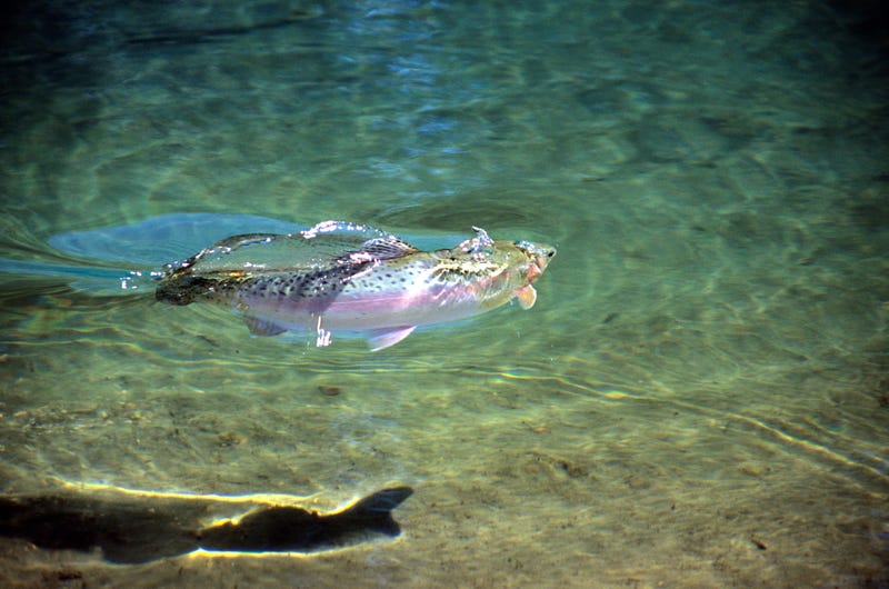 Rainbow Trout swimming in water