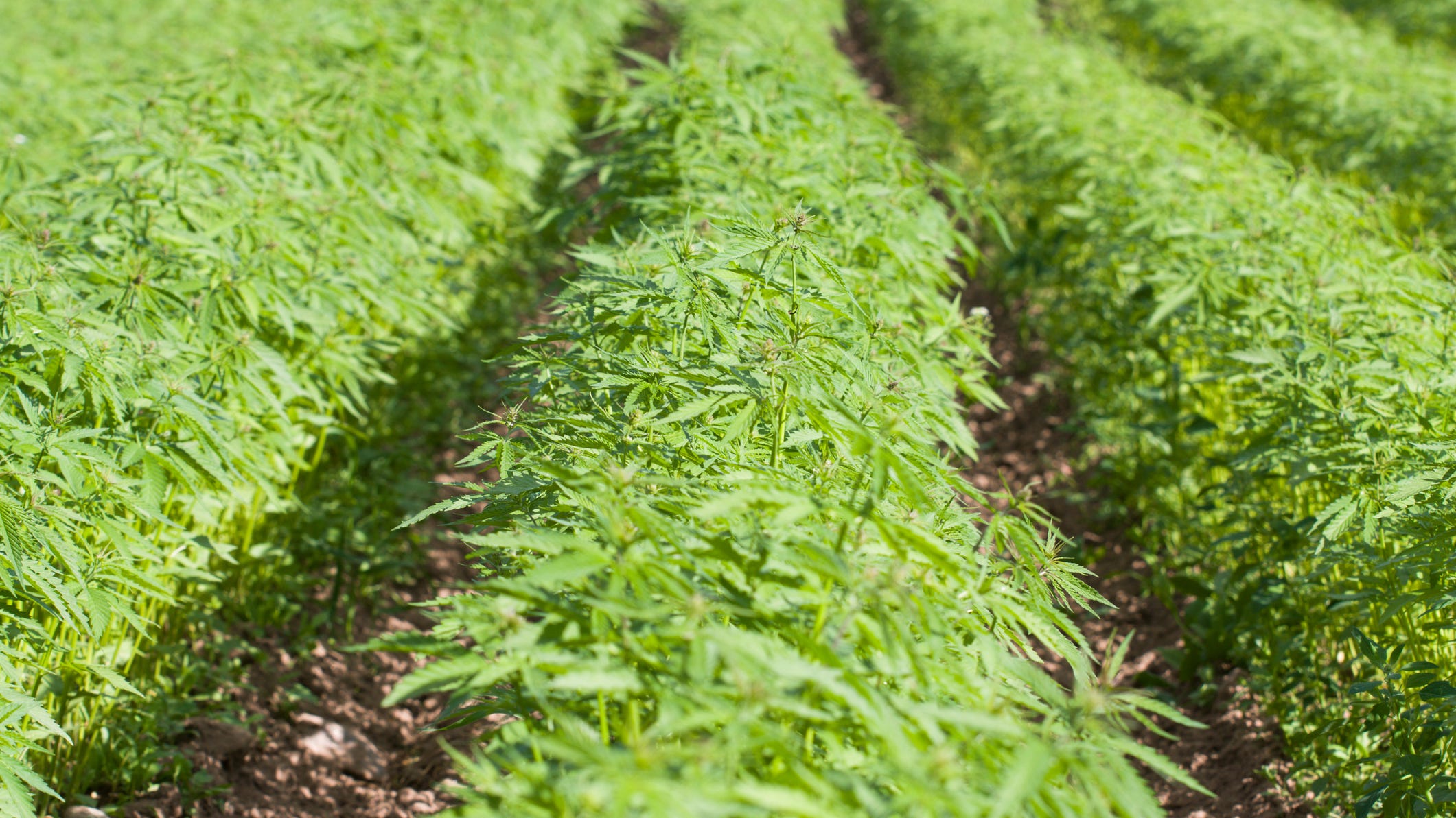 Minnesota’s new marijuana law could ‘destroy the hemp market as we know it’