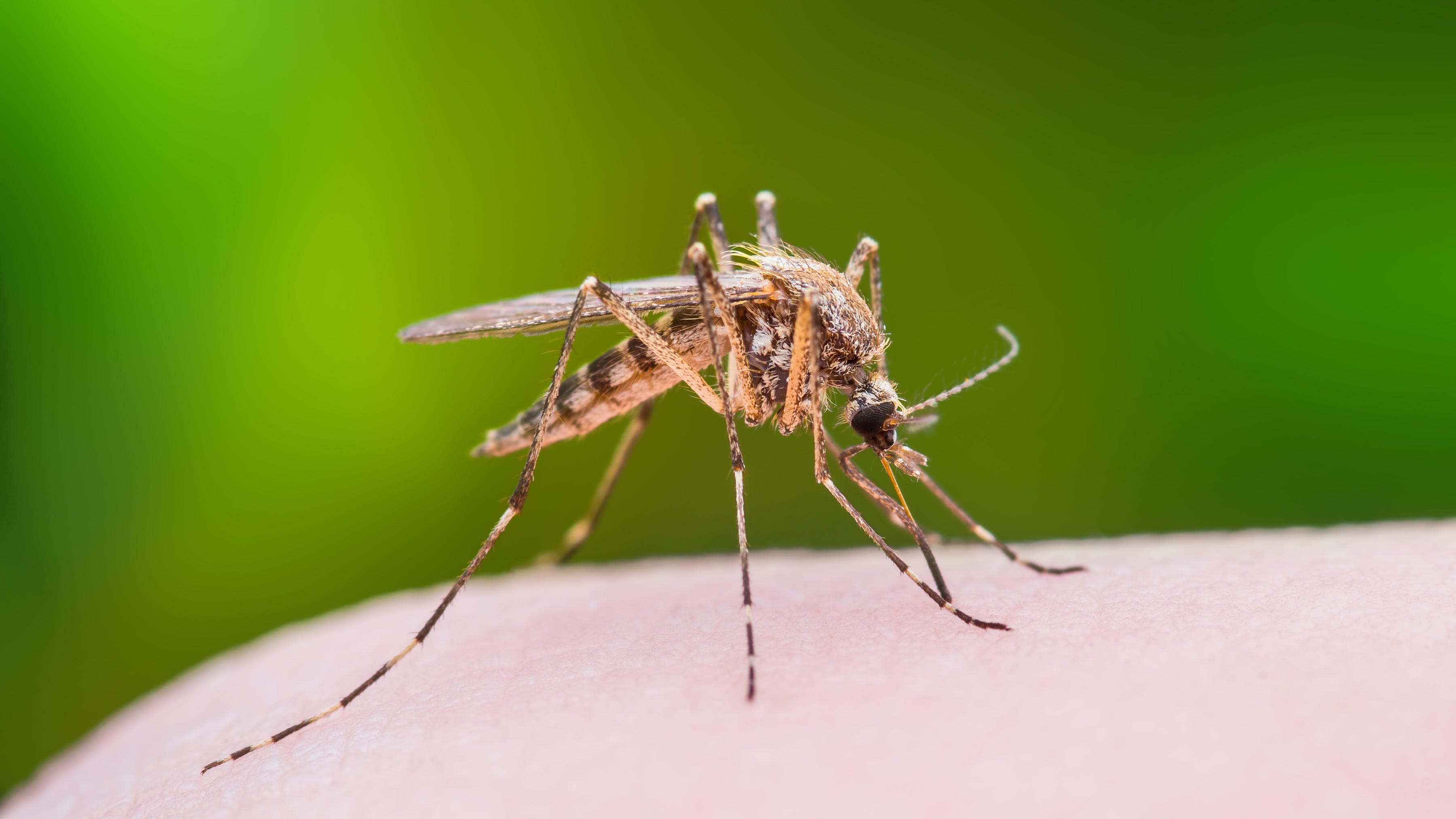 Zika virus variant could lead to 'new outbreak'