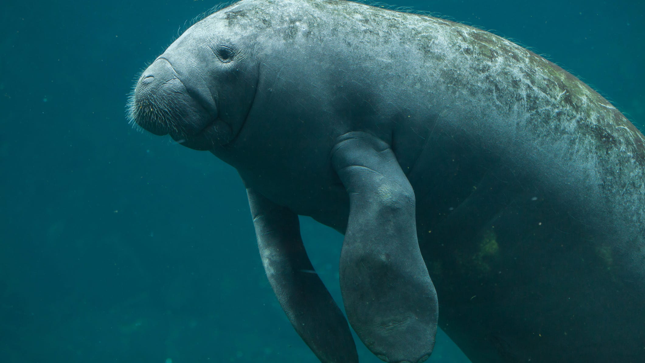 $5,000 reward offered after manatee found with 'TRUMP' carved into its back in Florida