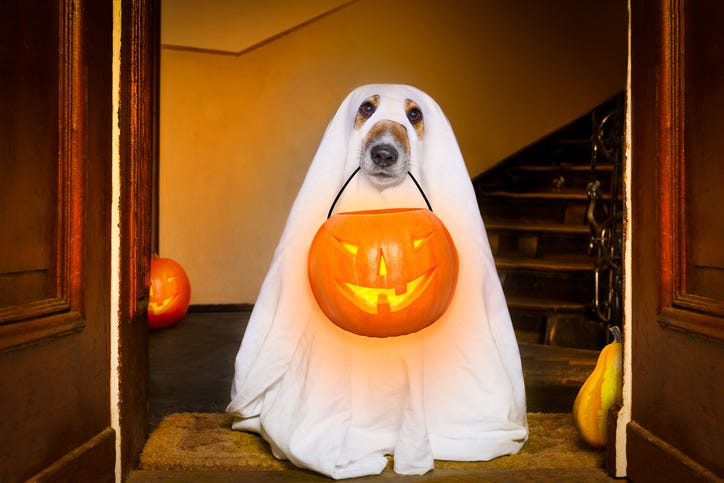 Dog Dressed As Ghost
