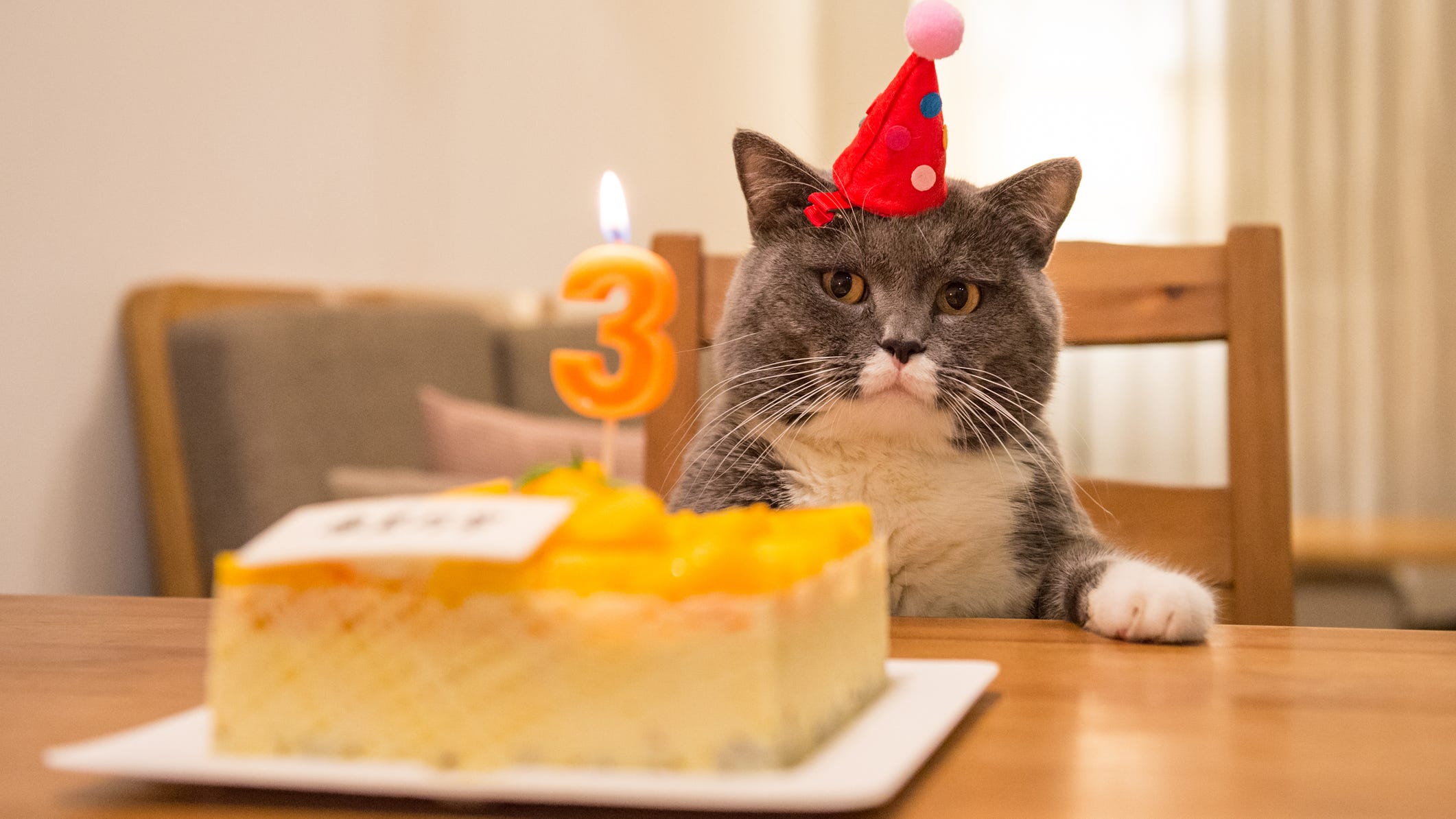 A cat's birthday party reportedly leads to 15 people contracting COVID