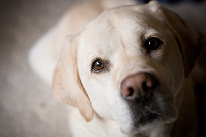 Blonde Labrador Retriever Looking at Camera