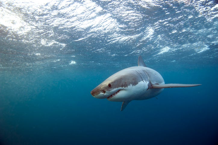 shark