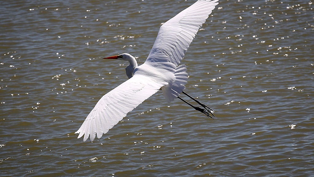 PHOTO: Snake eel bursts midair through stomach of heron that swallowed it