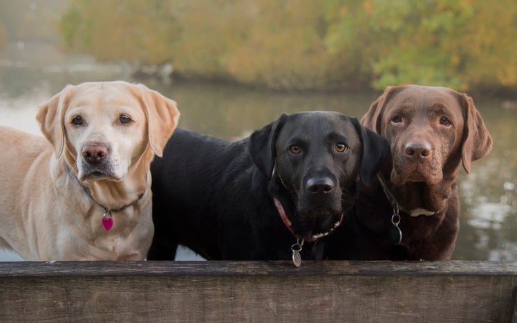 Labrador Retrievers