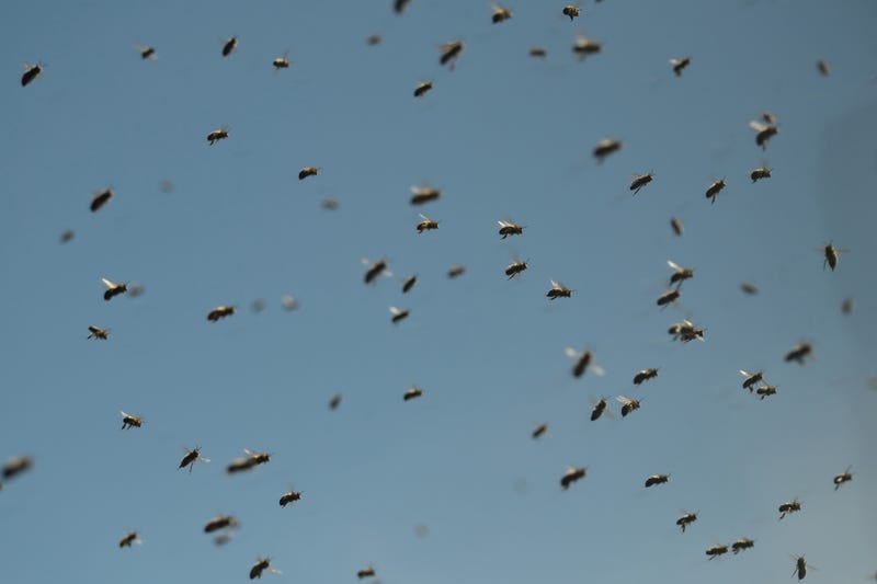 bee swarm