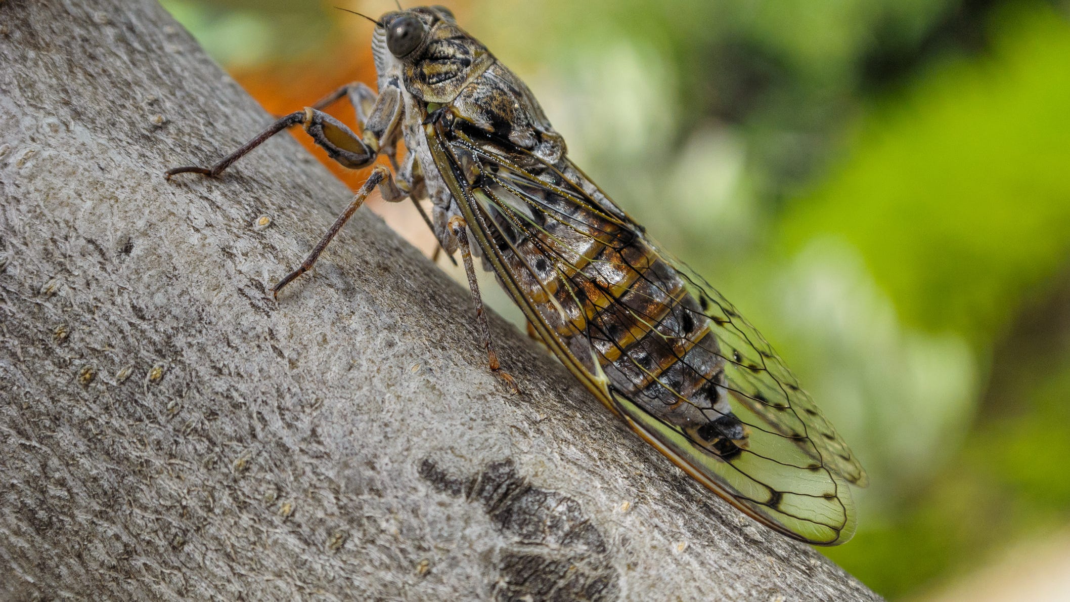 PHOTOS: People are getting inventive by making art out of cicada shells
