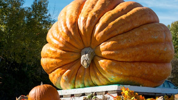 Wisconsin man grows 2,500 pound pumpkin, but misses out on $20,000 prize