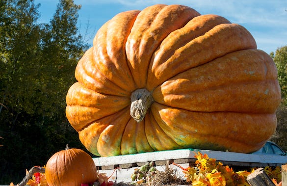 Giant pumpkin on display
