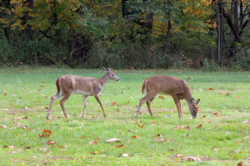 A deer crashed through a woman's windshield in New Jersey on Sunday, killing her, police said