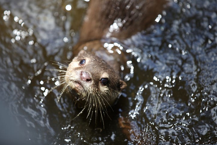River otter