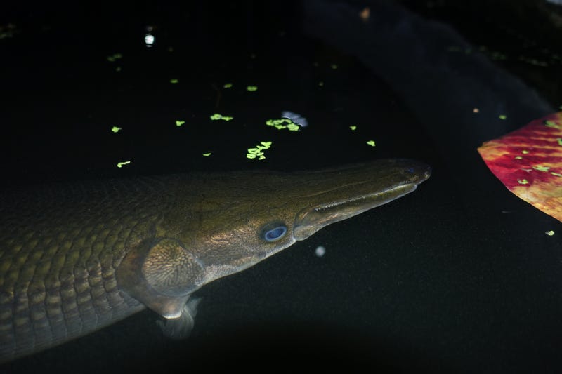 Alligator Gar