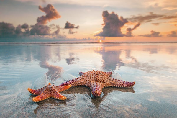 Two starfish on a beach