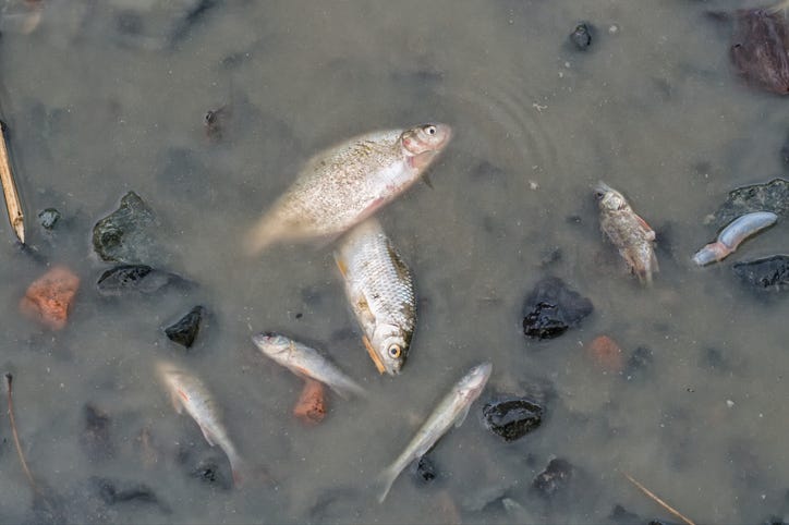 Dead Fish: Stock Photo