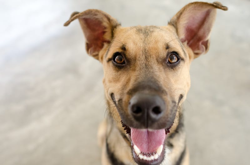 puppy dog with a big happy smile on his face