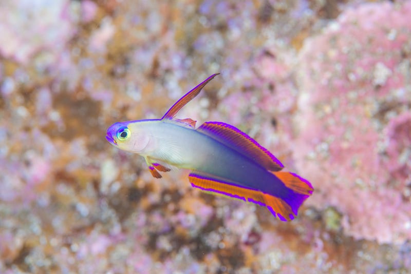 firefish
