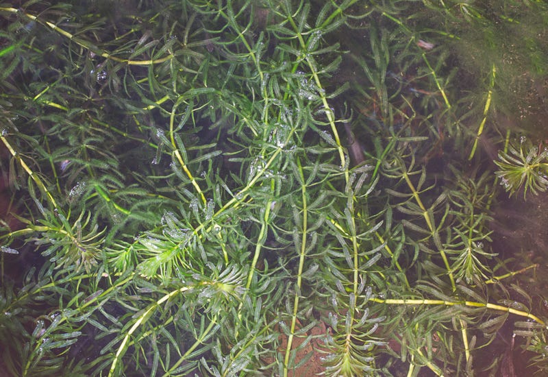 Invasive weed spreading in Central Texas lake, tangling boat propellers and threatening fish