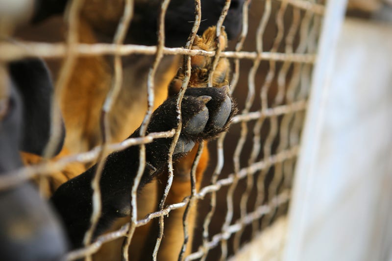 Dog looking out through the wire of his cage.