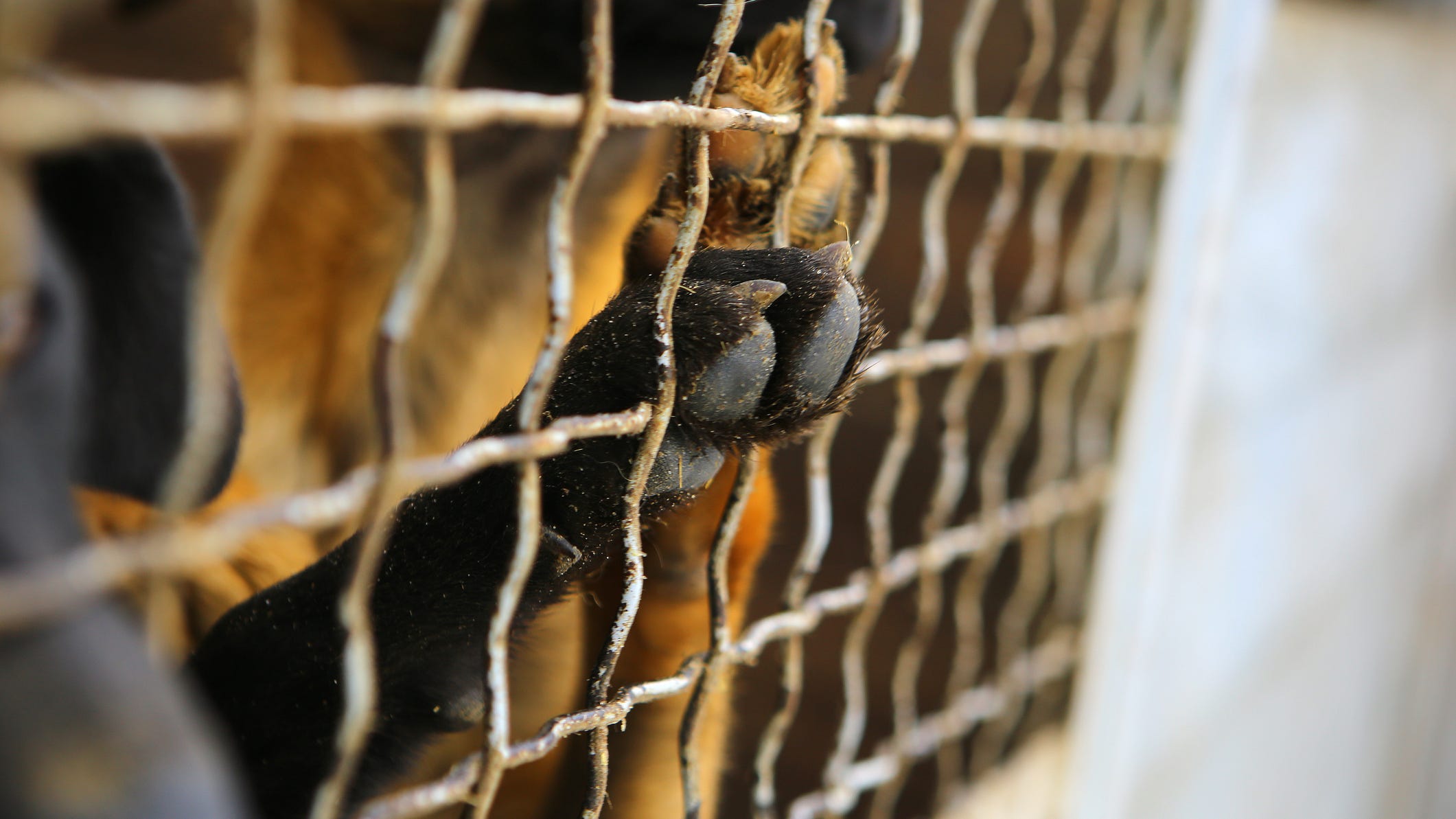 Bay Area animal shelter employees charged in puppy deaths
