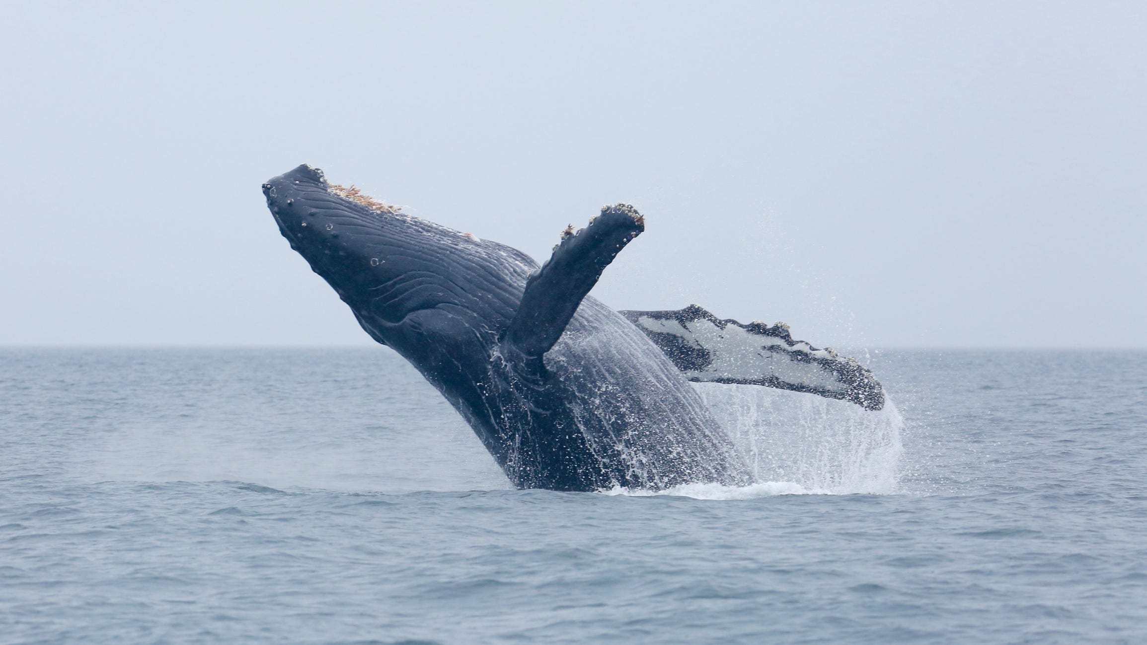 'I'm in a whale's mouth…he's trying to swallow me': Lobster diver eaten, spit out by whale