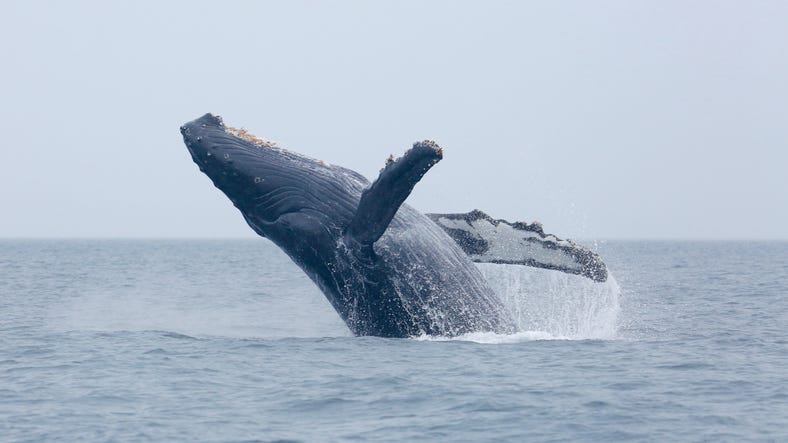 Teen in coma after breaching whale lands on fishing boat