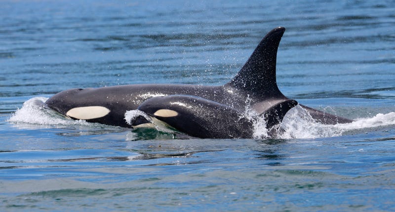 Orca Whales