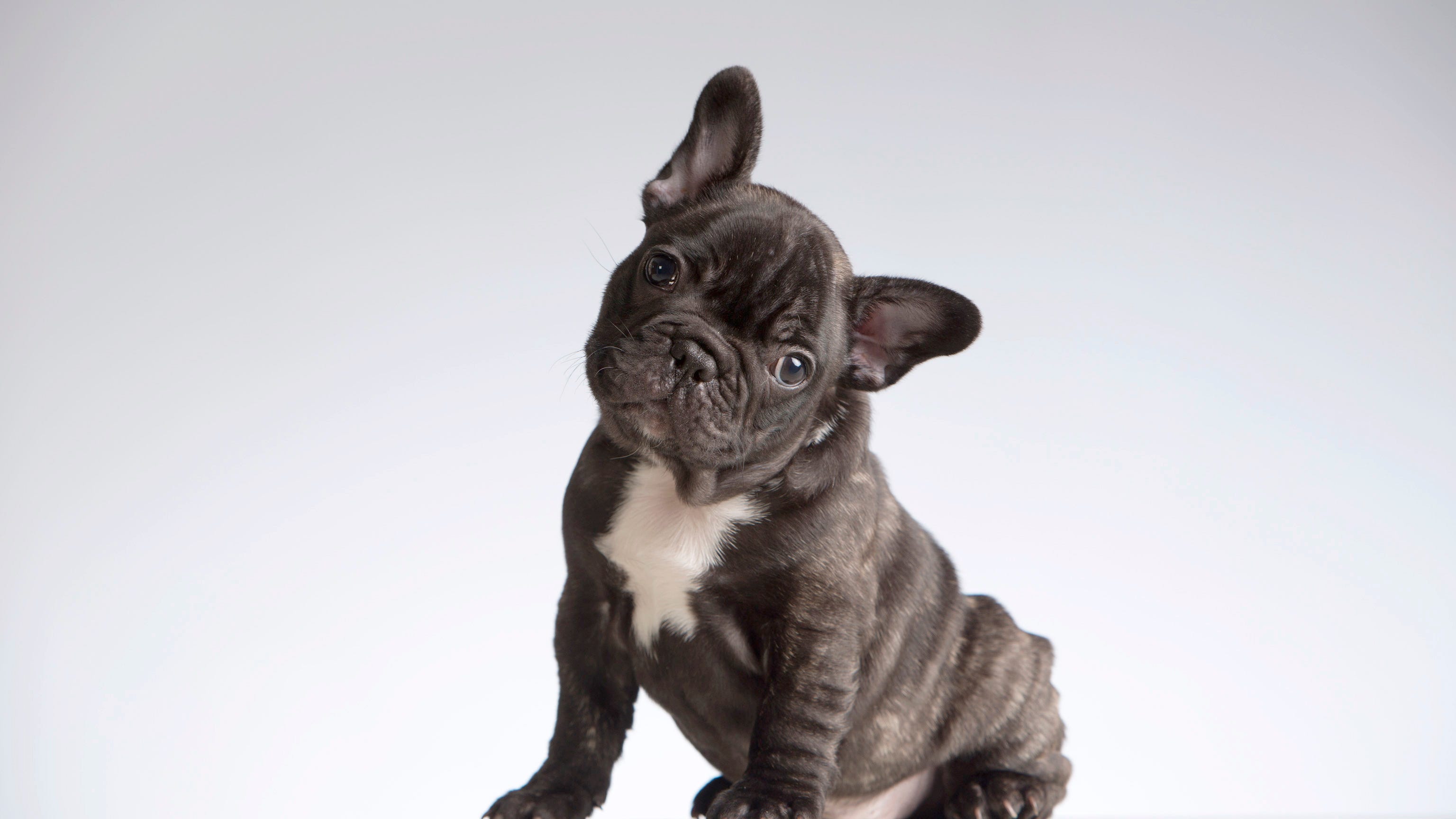 French bulldog 'Peppa' reunited with family after stolen at gunpoint in Chicago