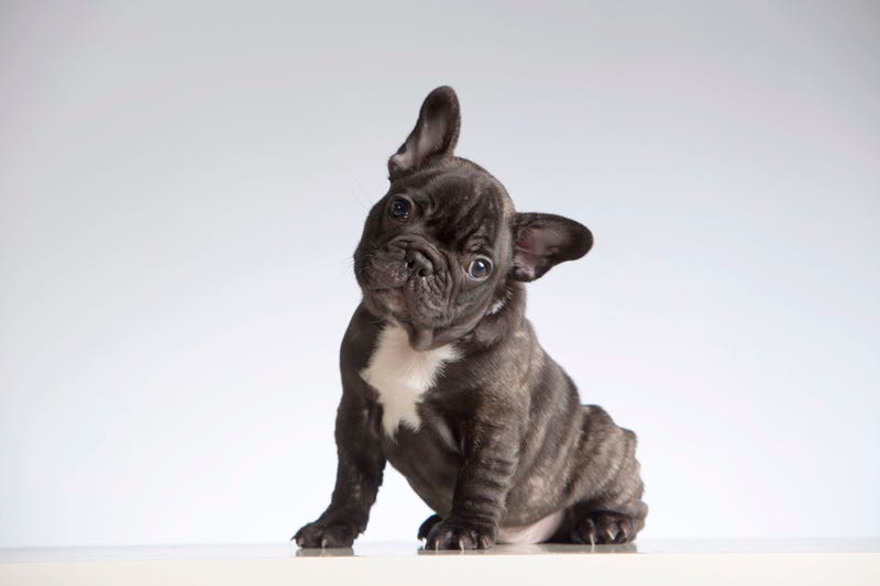 French bulldog