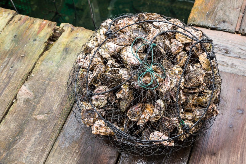 Oysters