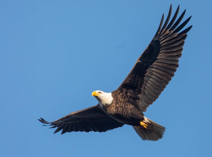 Eagle soars overhead.